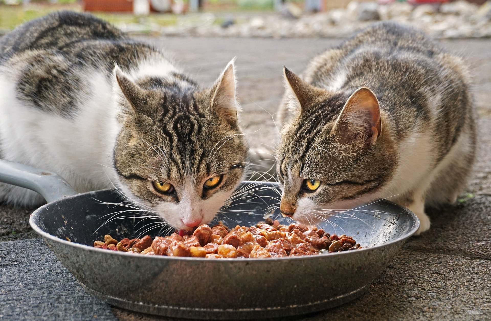 Katze Frisst Ihr Futter Nicht Das Solltest Du Jetzt Tun