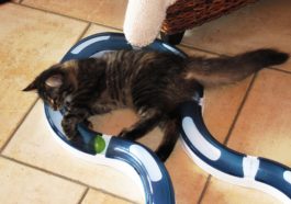 Spielzeug für Katzen