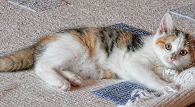 Katze