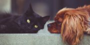 hund und katze