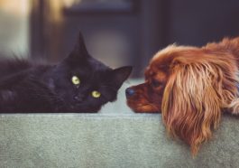 hund und katze