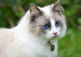 ragdoll katze