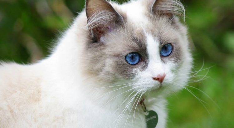 ragdoll katze