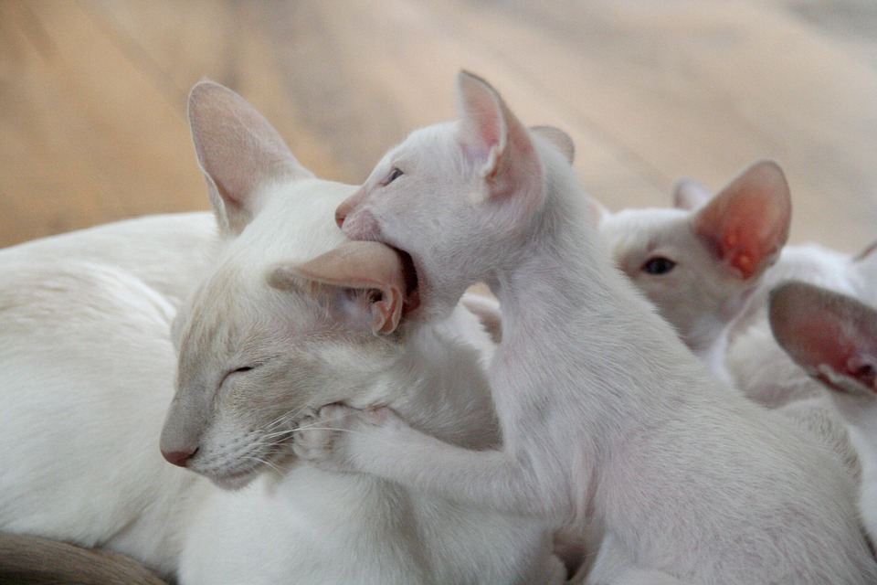 Wann sind Katzen ausgewachsen? kittenhaus.de
