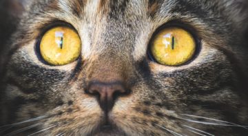 katzenversicherung