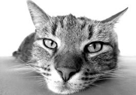 katzenakne