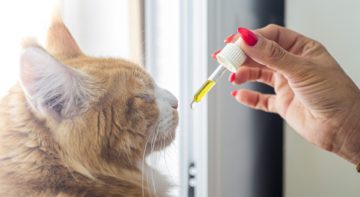 cbd-öl-katze