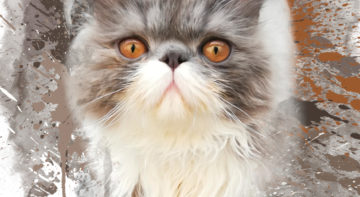 tierportrait katze
