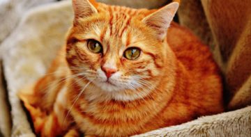 katzenurin