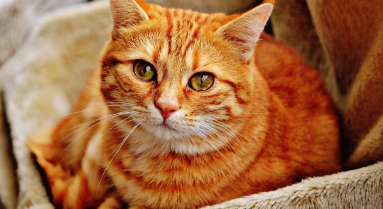 katzenurin