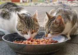 futterqualität katzenfutter